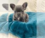 Puppy 3 French Bulldog