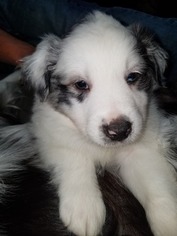 Australian Shepherd Puppy for sale in GASTON, SC, USA