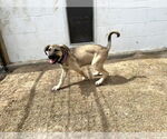 Small #18 Anatolian Shepherd-Rhodesian Ridgeback Mix