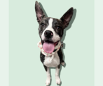 Small #3 Boston Terrier Mix