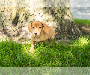 Dachshund Puppy for sale in NAPPANEE, IN, USA