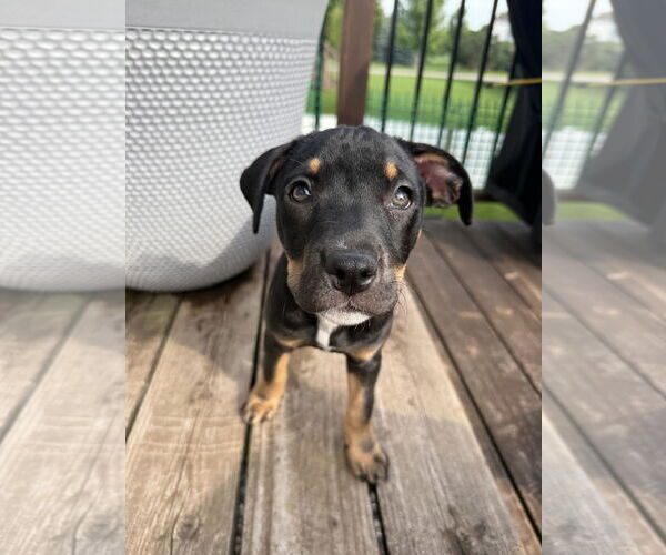 Medium Photo #2 American Pit Bull Terrier Puppy For Sale in St. Louis Park, MN, USA