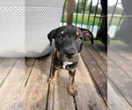 Small #1 American Pit Bull Terrier