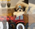 Small Photo #8 Shih Tzu Puppy For Sale in SUGAR HILL, GA, USA