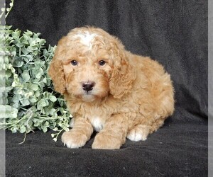 Goldendoodle (Miniature) Puppy for sale in FREDERICKSBURG, OH, USA