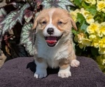 Small Photo #40 Pembroke Welsh Corgi Puppy For Sale in GOSHEN, IN, USA