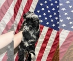 Small Photo #4 Aussiedoodle Puppy For Sale in WISNER, NE, USA