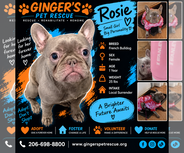 Medium Photo #1 French Bulldog Puppy For Sale in Seattle, WA, USA