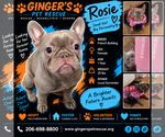 Small French Bulldog