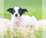 Small #2 Chihuahua