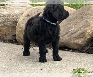 Mastiff-Poodle (Standard) Mix Puppy for sale in MEDINA, OH, USA