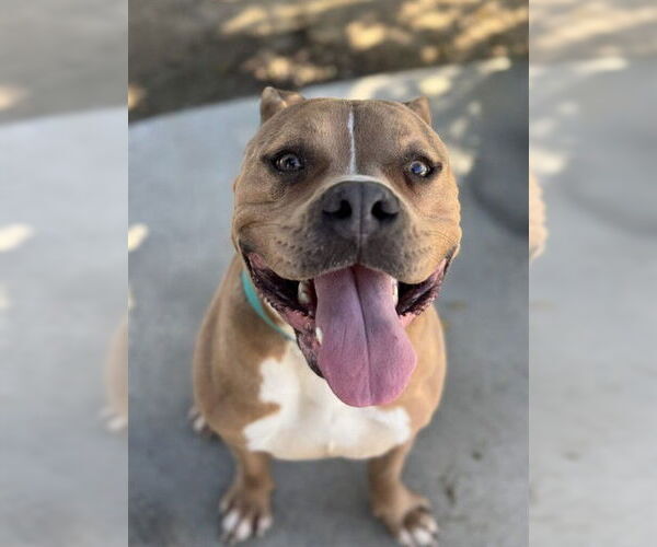 Medium Photo #2 Mutt Puppy For Sale in Riverside, CA, USA