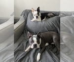 Small Photo #1 Boston Terrier Puppy For Sale in BEECH GROVE, IN, USA