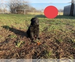 Small Photo #8 German Shepherd Dog Puppy For Sale in BOLIVAR, MO, USA