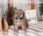 Small Photo #4 Shih-Poo Puppy For Sale in NAPLES, FL, USA