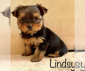 Yorkshire Terrier Puppy for Sale in HILLSBORO, Texas USA