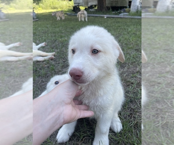 Medium Photo #18 Siberian Husky Puppy For Sale in HILLISTER, TX, USA