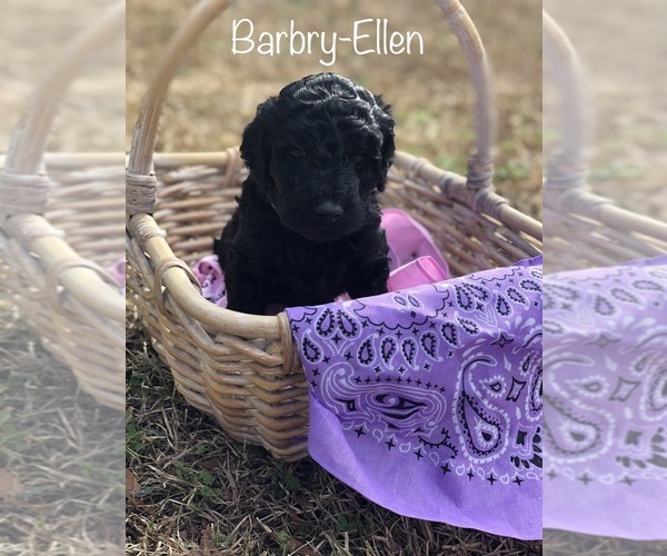 Medium Photo #1 Poodle (Standard) Puppy For Sale in SIMPSONVILLE, SC, USA
