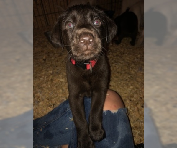 Medium Photo #3 Labrador Retriever Puppy For Sale in DUNNEGAN, MO, USA