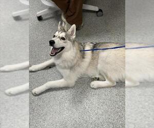 Siberian Husky Dogs for adoption in Pasadena, TX, USA