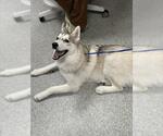 Small Siberian Husky