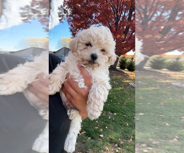 Medium Photo #7 Poodle (Miniature) Puppy For Sale in TOPPENISH, WA, USA