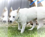 Small #1 Mutt