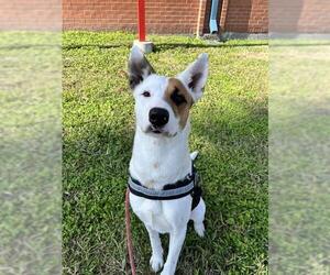 Mutt Dogs for adoption in Corpus Christi, TX, USA