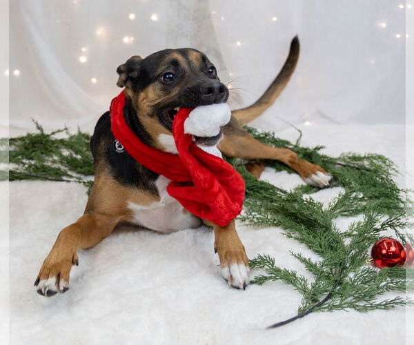 Medium Photo #4 Shepweiller Puppy For Sale in Princeton, MN, USA