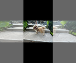 Small Photo #1 Shih Tzu Puppy For Sale in TEXARKANA, TX, USA