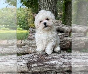 Poochon Puppy for sale in PRINCETON, KY, USA