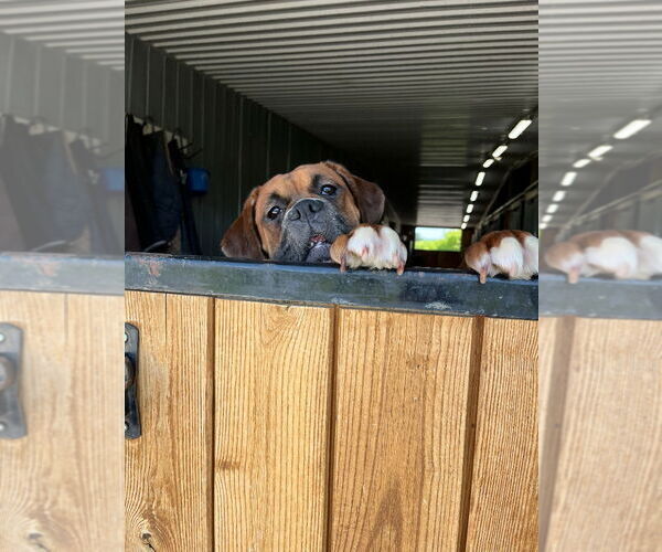 Medium Photo #4 Boxer Puppy For Sale in Brights Grove, Ontario, Canada