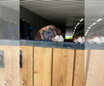 Small #3 Boxer