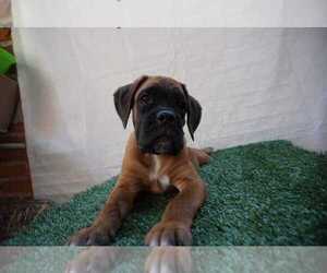 Boxer Puppy for sale in CHULA VISTA, CA, USA