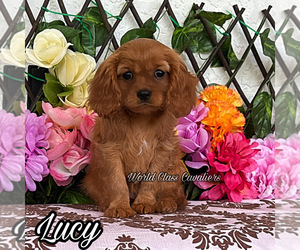 Cavalier King Charles Spaniel Puppy for sale in MIAMI, FL, USA