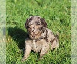 Small #3 Goldendoodle