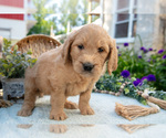 Small Photo #27 Goldendoodle Puppy For Sale in KIRKWOOD, PA, USA