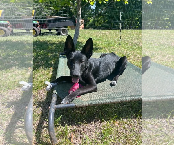 Medium Photo #4 Mutt Puppy For Sale in Holly Springs, NC, USA
