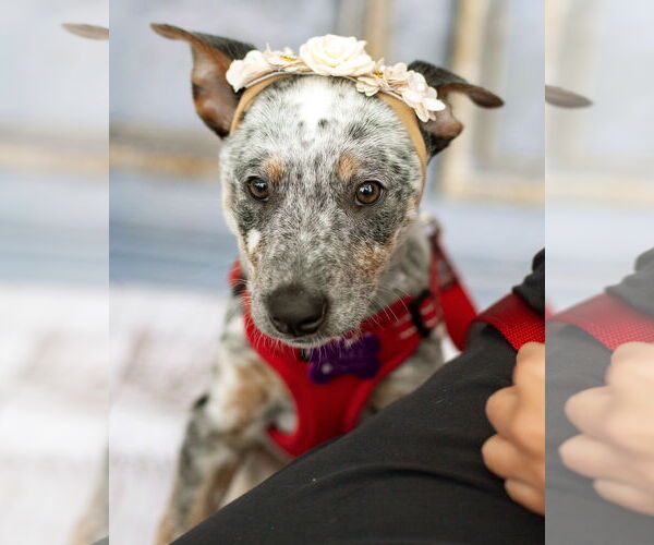 Medium Photo #3 Texas Heeler-Unknown Mix Puppy For Sale in Corona, CA, USA