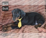 Small #1 Doberman Pinscher