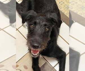 Labradoodle Dogs for adoption in pomfret, CT, USA