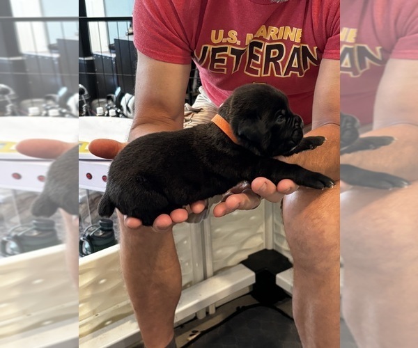 Medium Photo #50 Cane Corso Puppy For Sale in REEVESVILLE, SC, USA