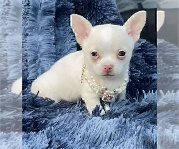 Medium Photo #17 Chihuahua Puppy For Sale in FORT LAUDERDALE, FL, USA