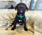Small #4 Mutt