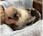 Small Photo #30 Australian Shepherd Puppy For Sale in LEBANON, IN, USA