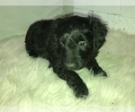 Small Photo #6 Aussiedoodle Miniature  Puppy For Sale in GOSHEN, IN, USA