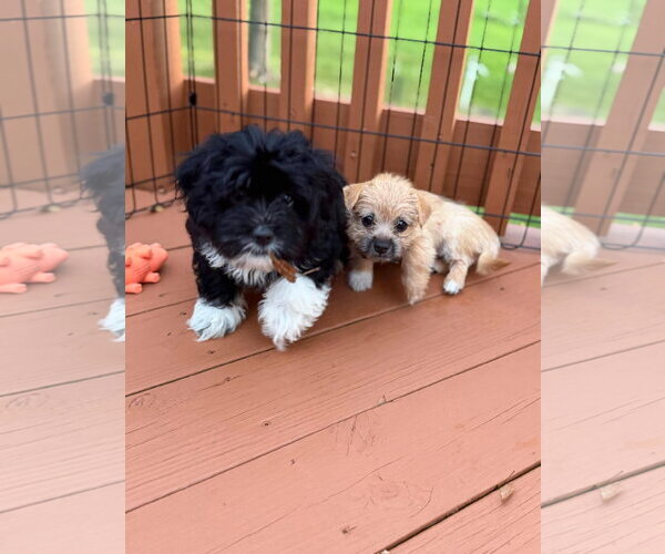Medium Photo #4 Mutt Puppy For Sale in Grafton, WI, USA