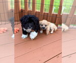 Small #3 Mutt