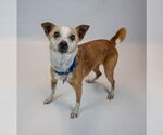 Small #7 Jack Russell Terrier Mix