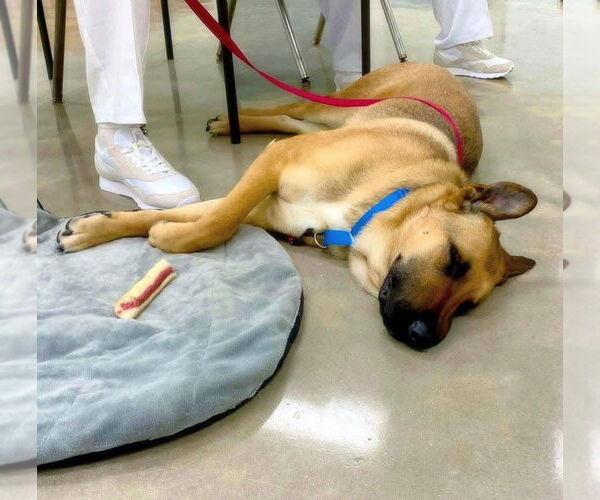Medium Photo #13 German Shepherd Dog-Unknown Mix Puppy For Sale in Alexander, AR, USA